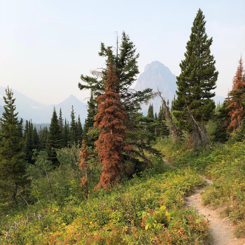 Exploring East Glacier National Park: Two Medicine