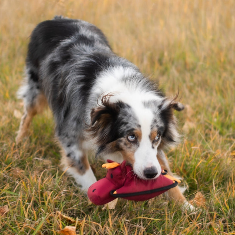 Animal Dog Toys