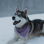 Frosty Adventure Bandana - Color Variants - The Montana Scene